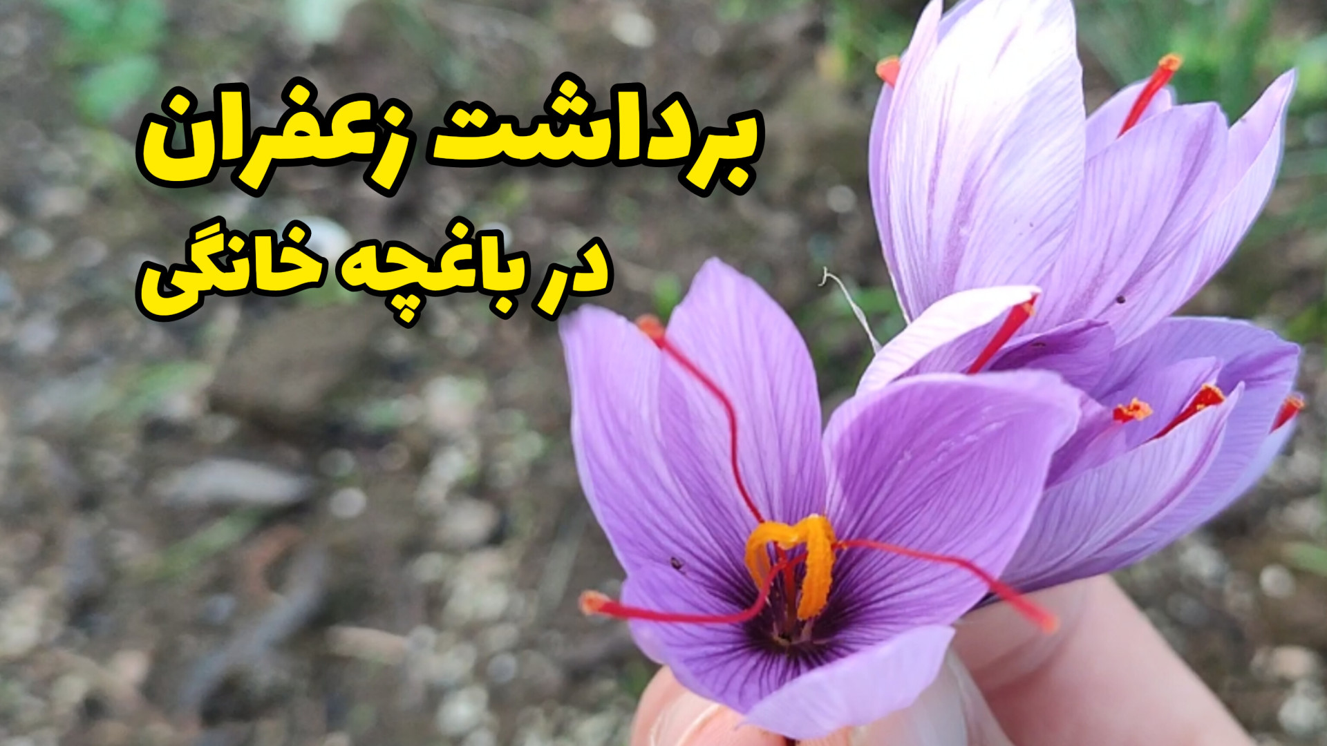 بالاخره باغچه زعفران به بار نش...