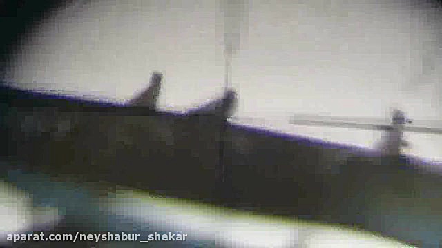 شکار کبوتر با pcp پانچر