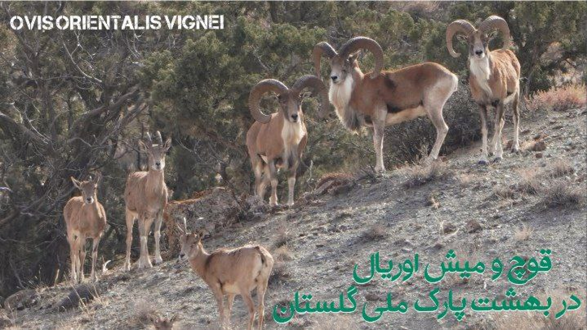 گله قوچ و میش اوریال در پارک م...