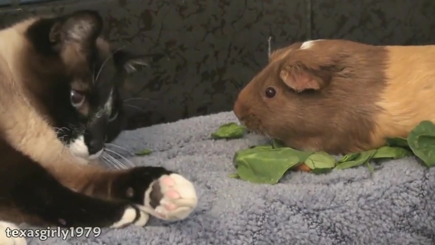 دوستی جالب سگ، گربه، خوكچه هند...