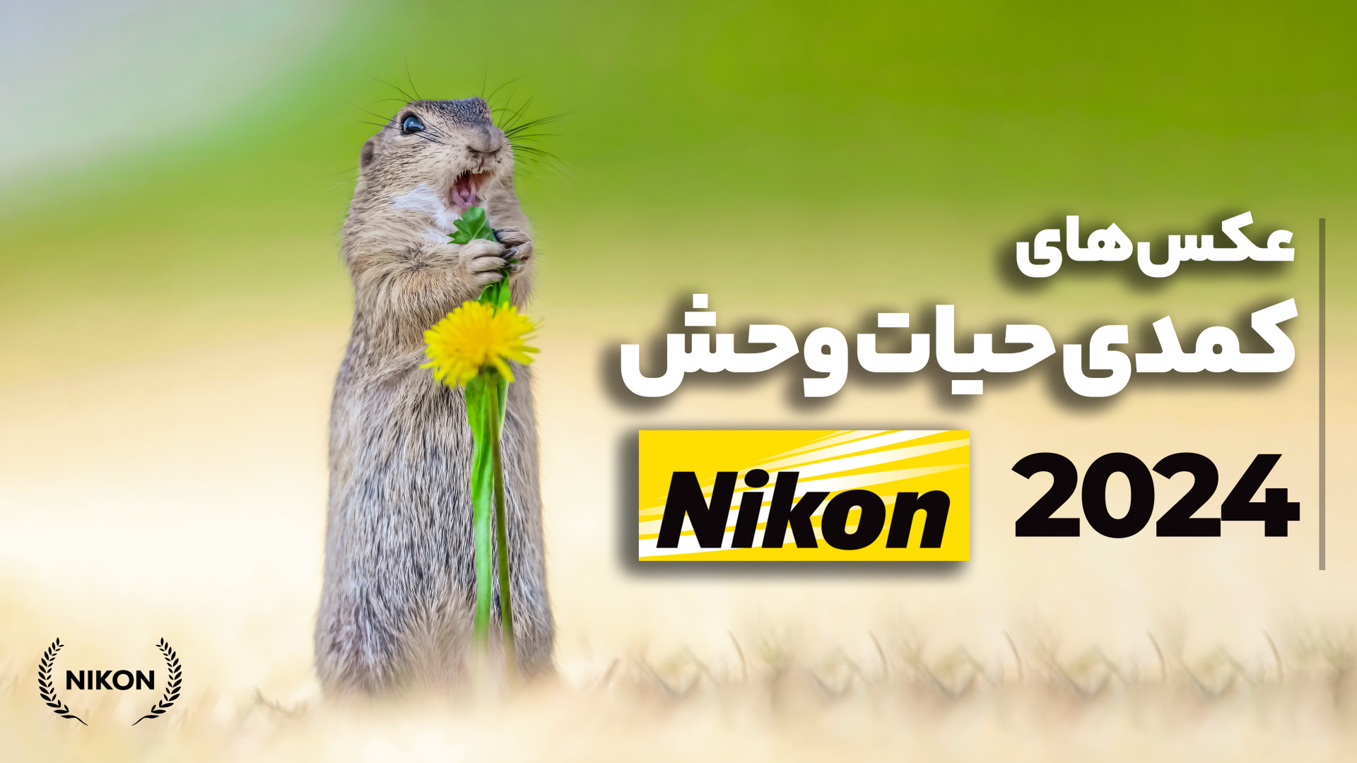 بهترین عکس های حیوانات بامزه |...