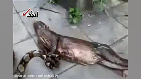 فیلم  خوردن بز توسط مار بزرگ!