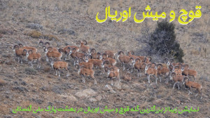 تصویری زیبا از بزرگترین گله قو...