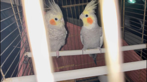 ولاگ چند روز بامن تست خوراکی پ...