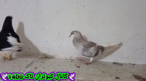 کبوتر بازی.یکی از کبوترای که ب...