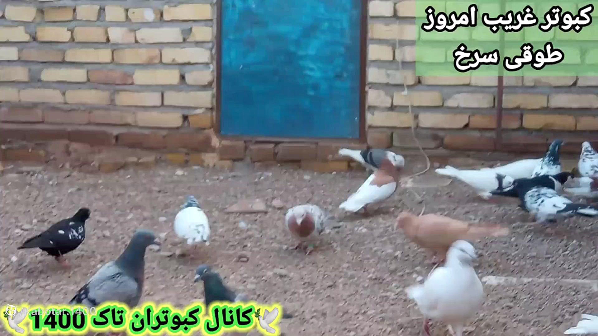 غریب گیری امروز کبوتر طوقی سرخ