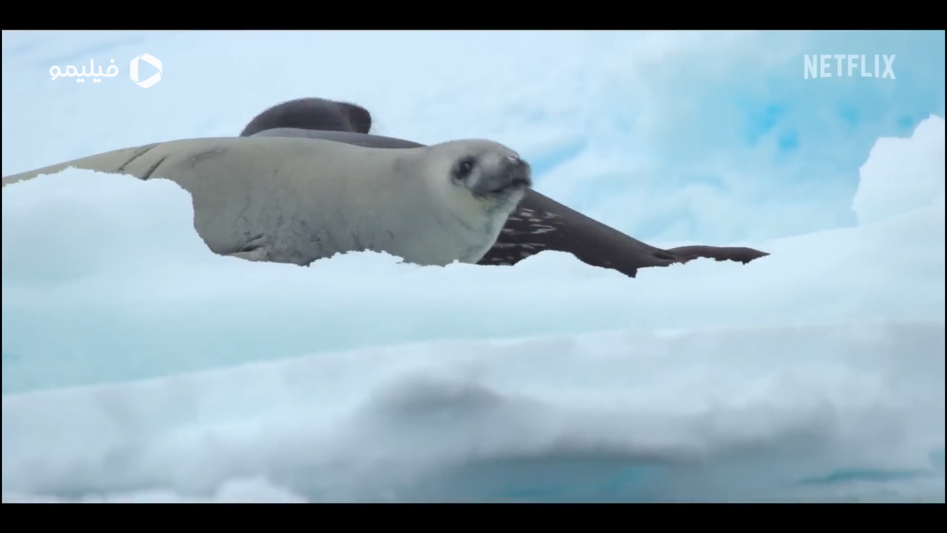 تریلر سریال اقیانوس‌های ما Our Oceans زمان76ثانیه