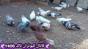 کبوتر بازی با کبوترای تهرانی