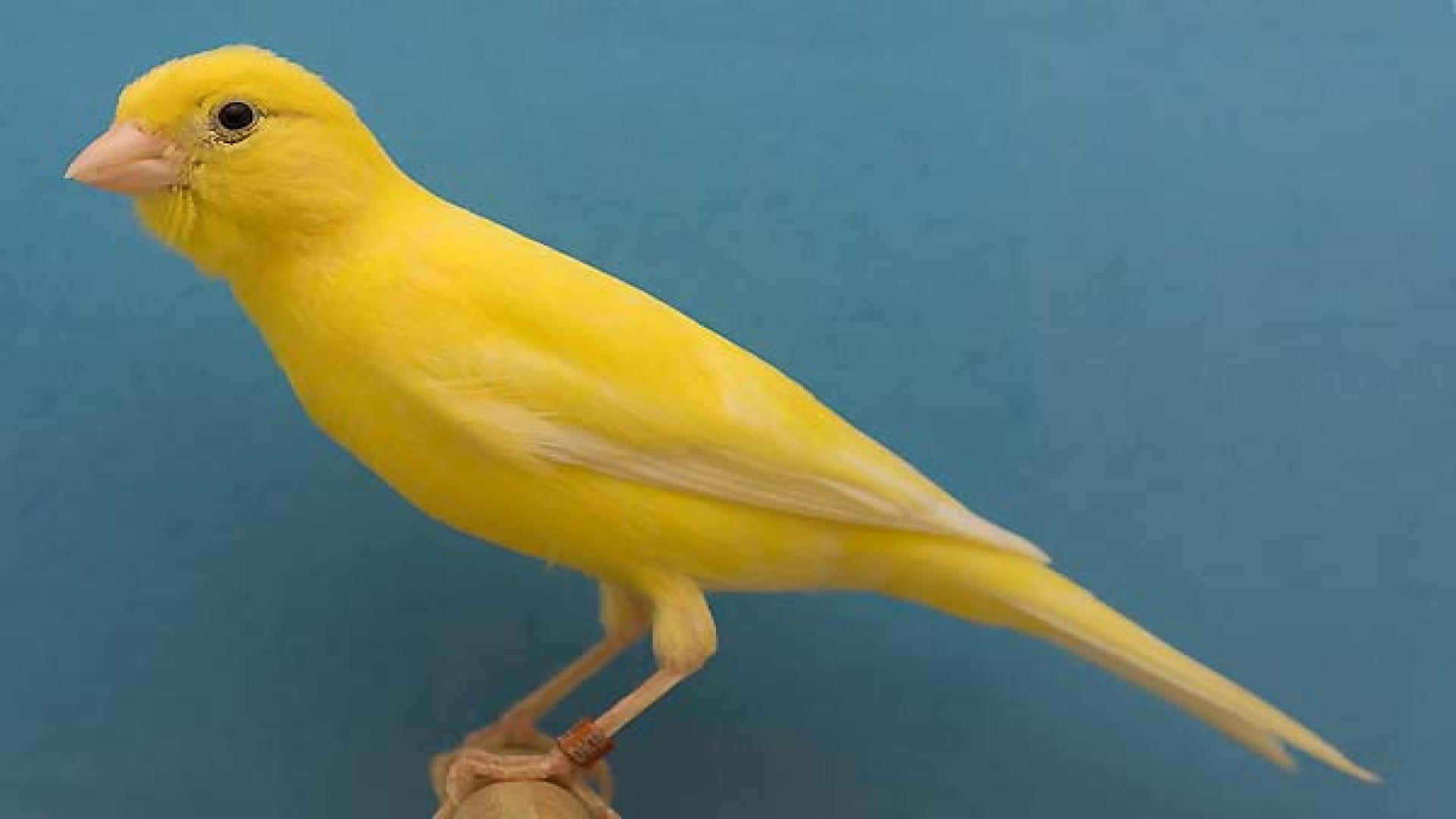 صدای قناری مست , آواز بلبل , آ...