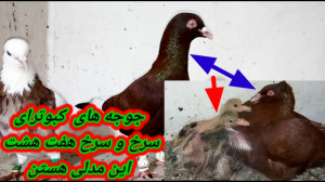 نمایشی از جوجه های سرخ و سرخ ه...