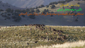 گوشه از طبیعت و حیات وحش زیبا...