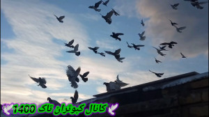 شمارش کبوترام.به نظر شما کبوتر...