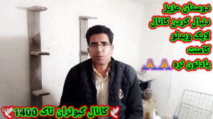 قیچی کردن پر کبوتر مدل کبکی