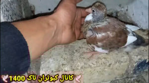 نمایشی از کبوتر جوجه های جدید