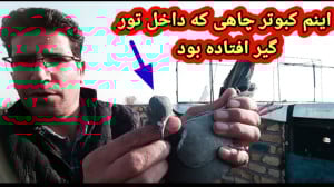 اتفاق جالب امروز در مورد کبوتر...