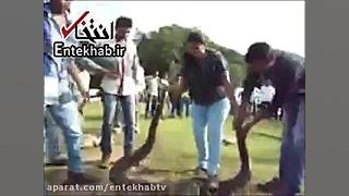 فیلم  دختر هندی مار غول پیکر ر...