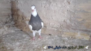 برگشتیم با کبوتر ها
