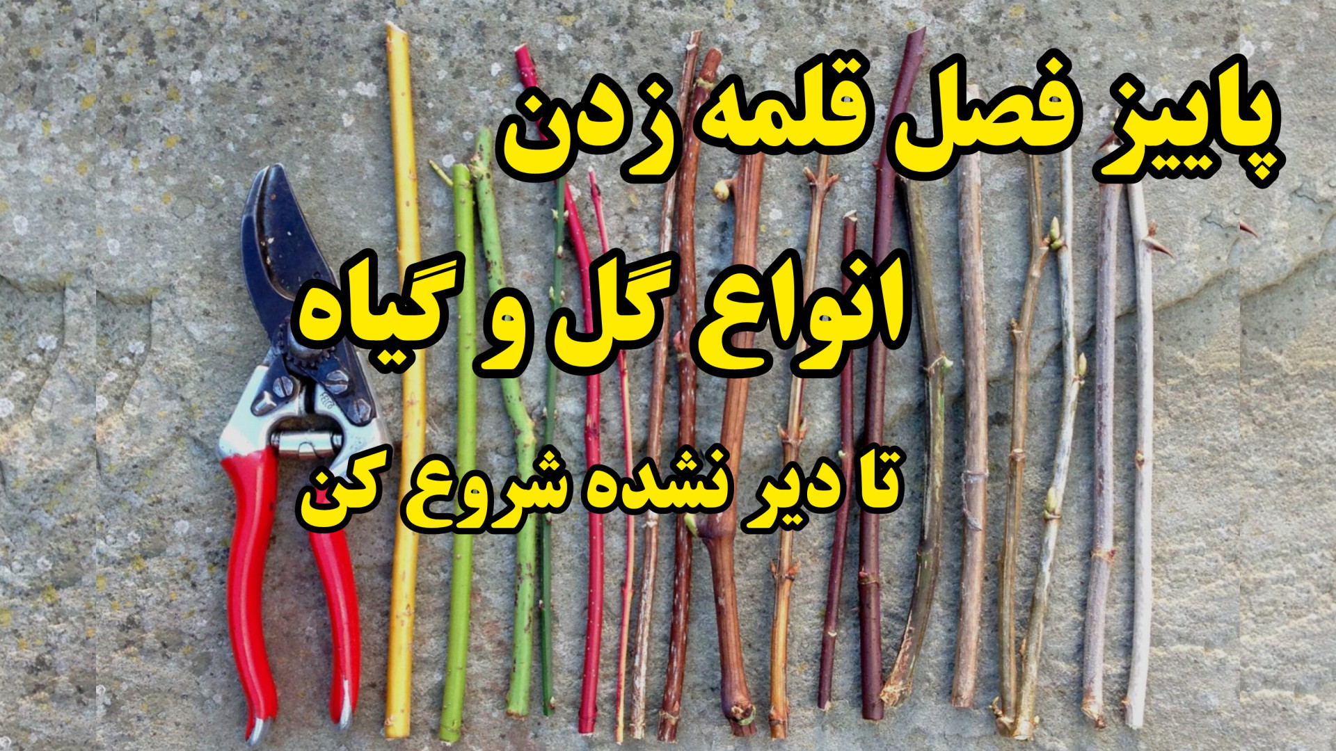 آموزش اصول قلمه زدن و تکثیر ان...