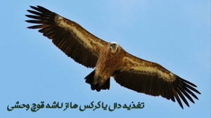تغذیه کرکس ها از لاشه قوچ وحشی...