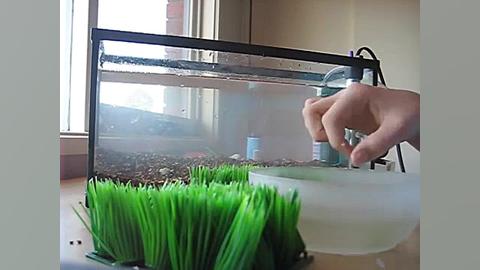 How to Set up a Guppy tank.