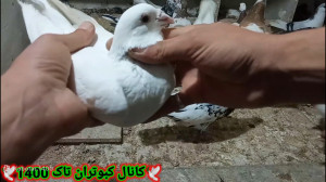 نمایشی از کبوترام واتفاقاتی که...