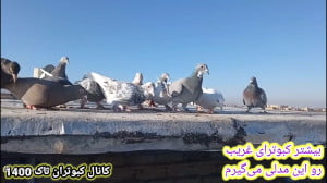 کبوتر بازی امروز مورخ 1403 9 2...