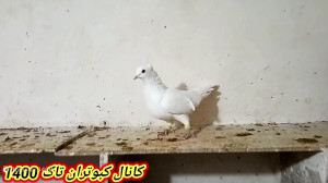 غریب گیری؟ امروز دوتا غریب گرف...