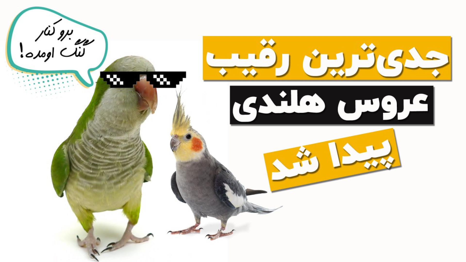 طوطی راهب یا طوطی کواکر رو بهت...