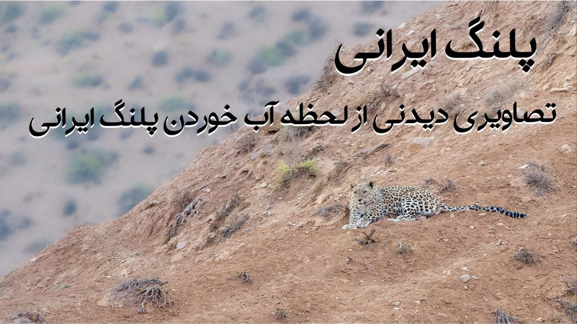 لحظاتی ناب و کم نظیر از آب خور...