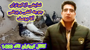 نمایشی از کبوترای رنگی آقا یوس...