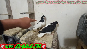 کبوتر جوجه های جدید سیاه راست...