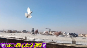 کبوتر بازی با کبوترای تهرانی ....