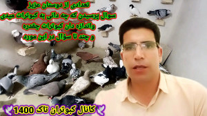 کبوتر؟دان کبوترام . اندازه دان...