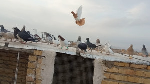 کبوتر بازی!! پرواز دادن کبوترا...