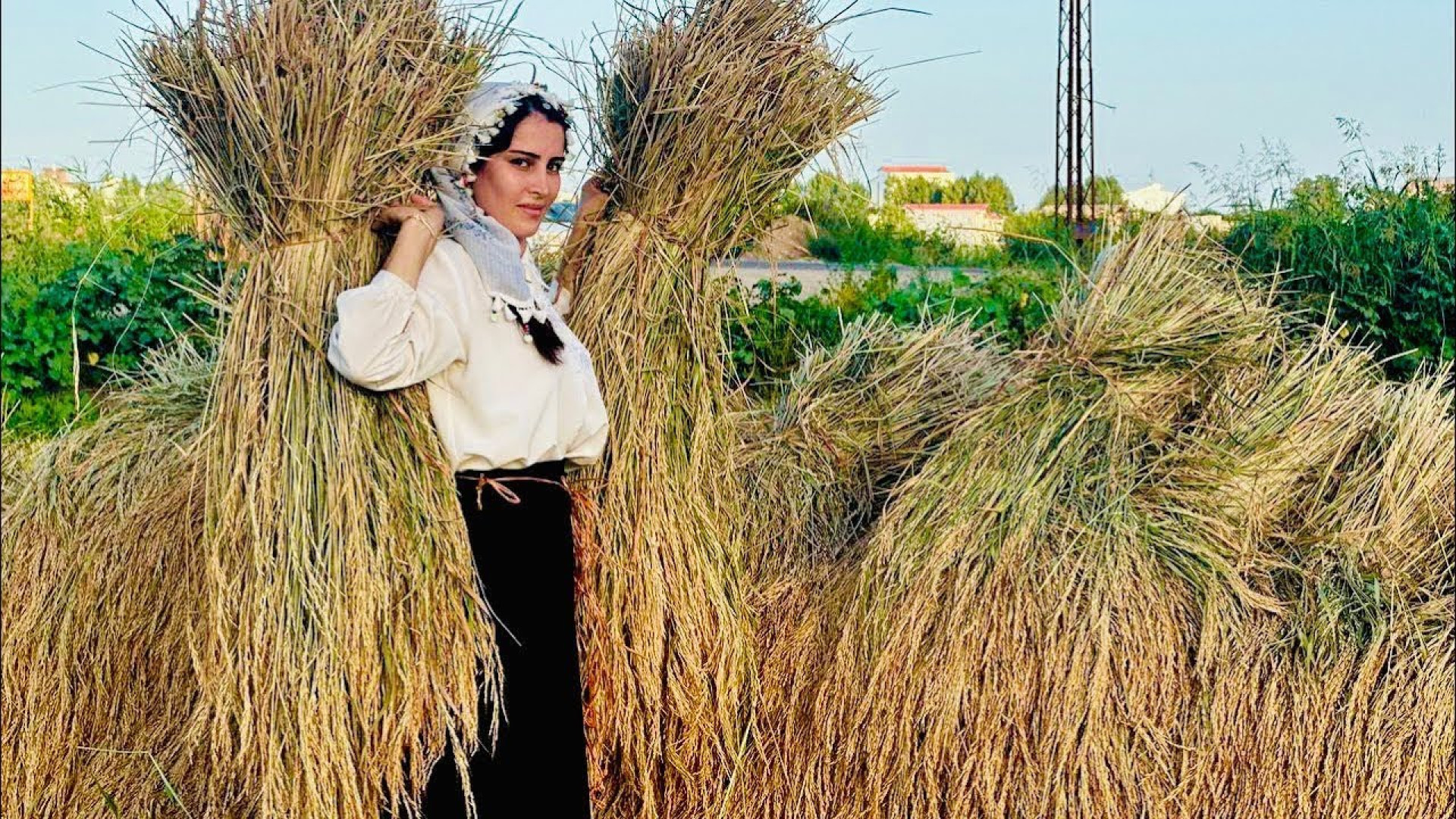برداشت برنج در روستا و درست کر...