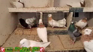 کبوتر.؟نحوه جفت زدن کبوتر . طب...