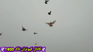کبوتر بازی در هوای برفی