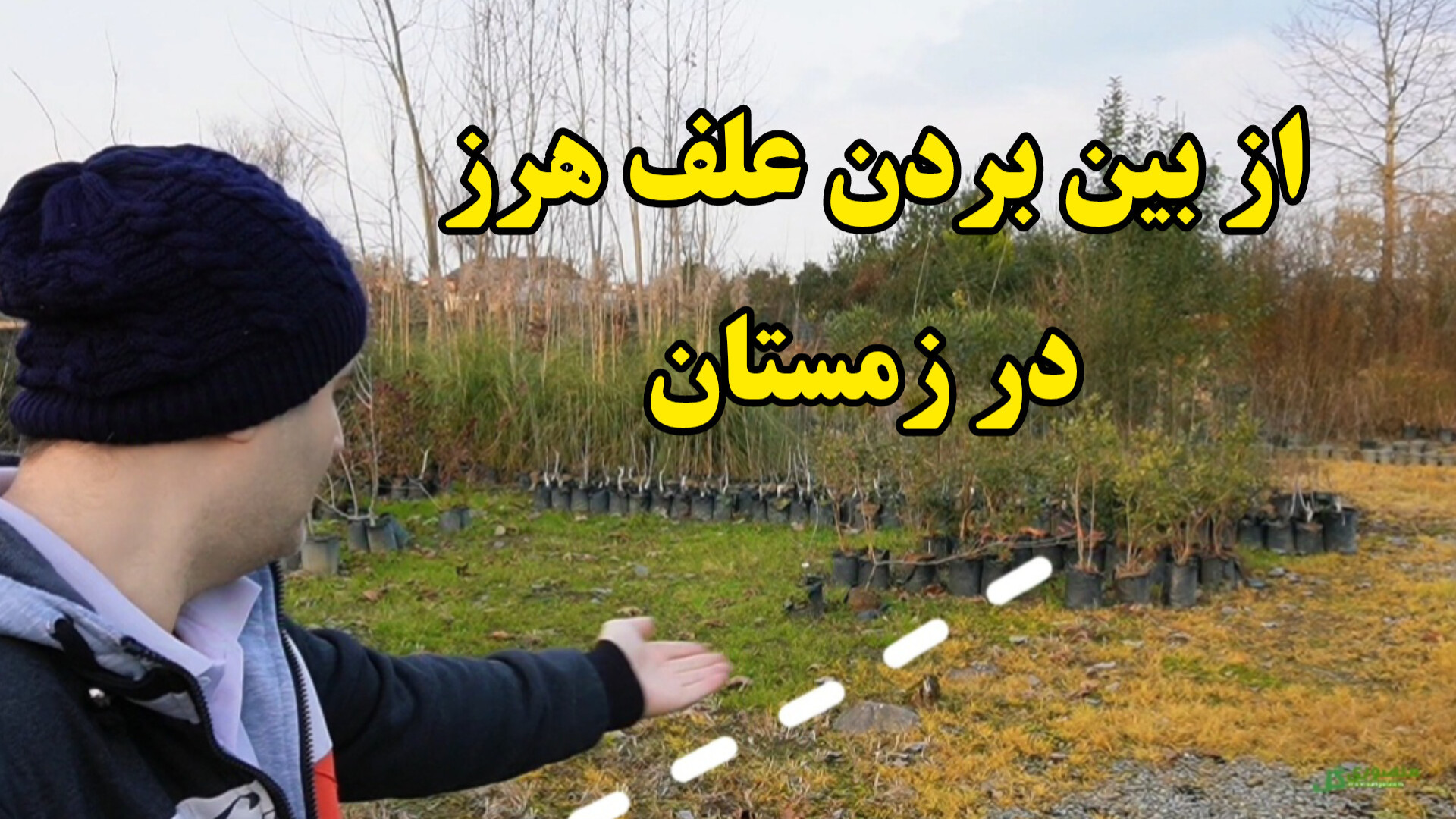 از بین بردن علف هرز در زمستان...