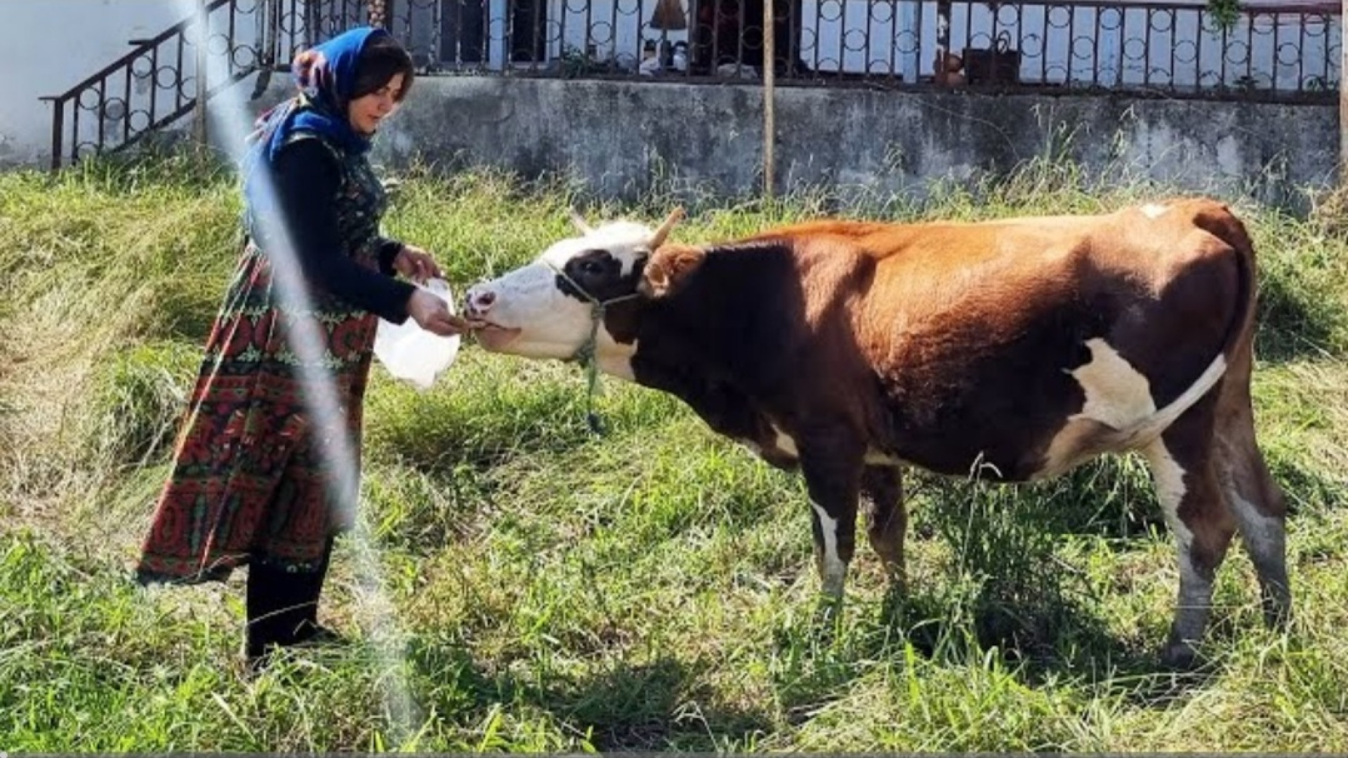 پخت کدو پلو در روستا به روش سن...