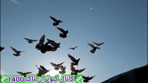 کبوتر بازی و زدوخورد با کبوترا...