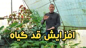 افزایش قد گیاه ، تضمینی