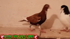 دوستان به نظر شما این جوجه کبو...