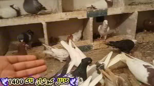 گنجه کبوترای جوجه کشی و کبوتر...