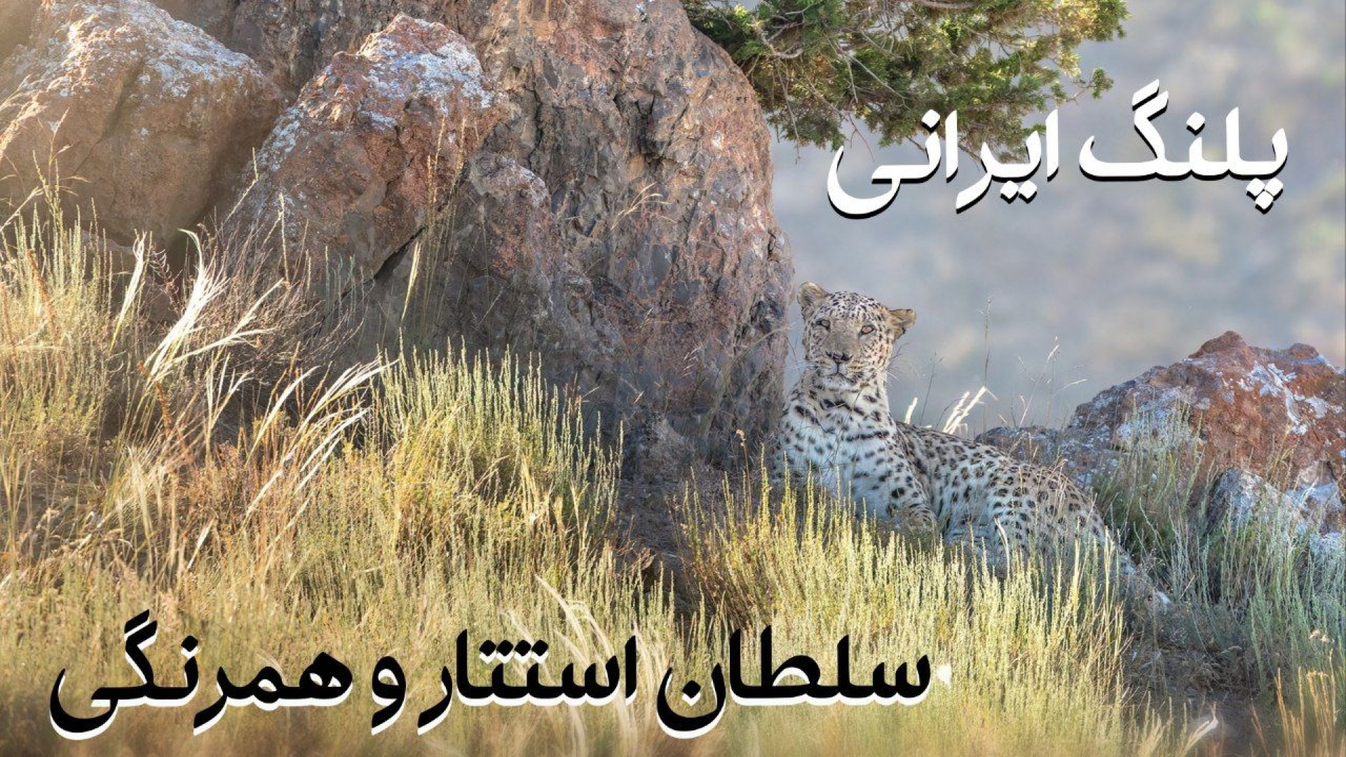 استتار ماهرانه پلنگ ایرانی در...
