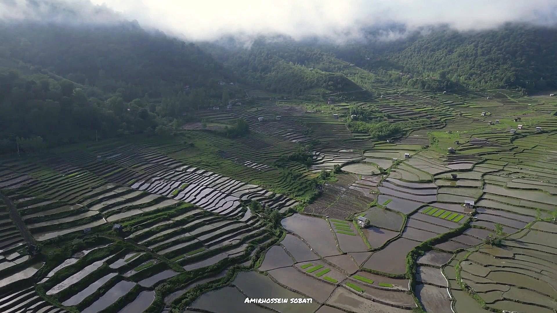 شالیزارهای پلکانی شمال
