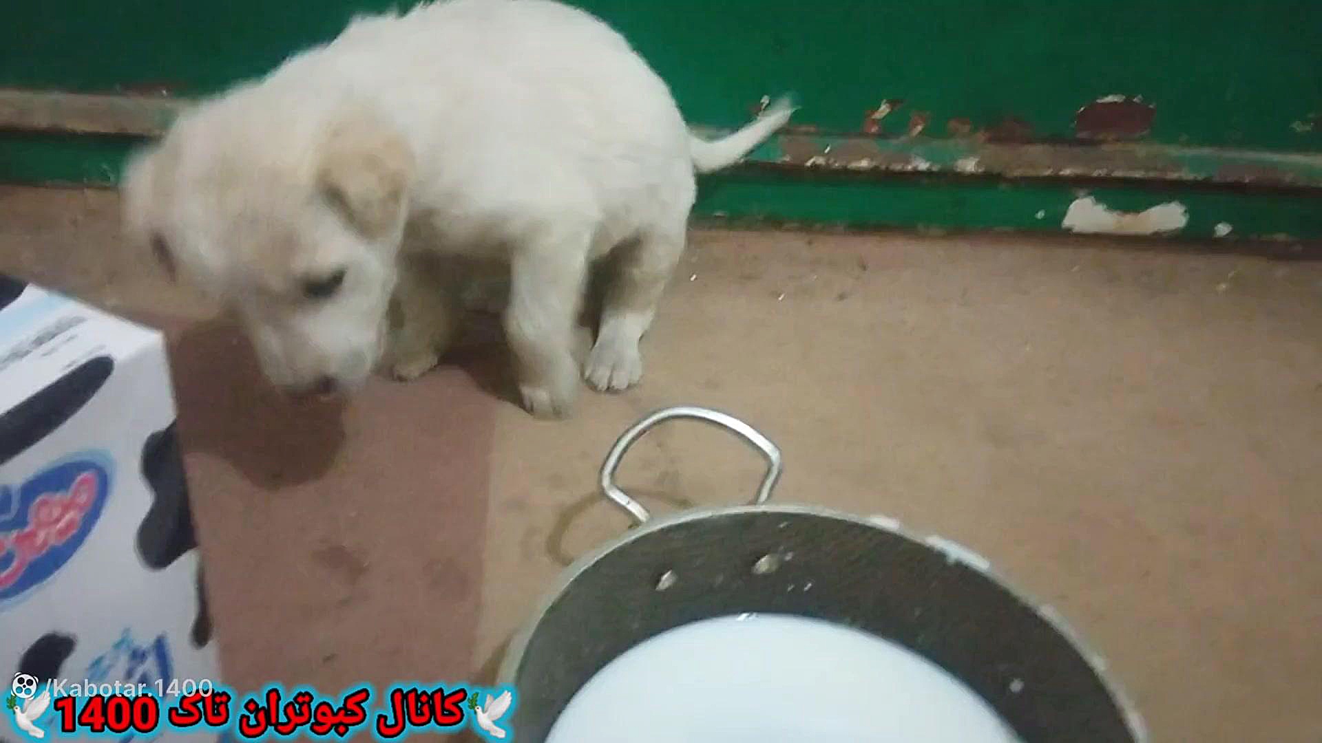 نمایشی از توله های برفی و اتفا...