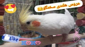 عروس هلندی سخن گو ،حرف زدن عرو...