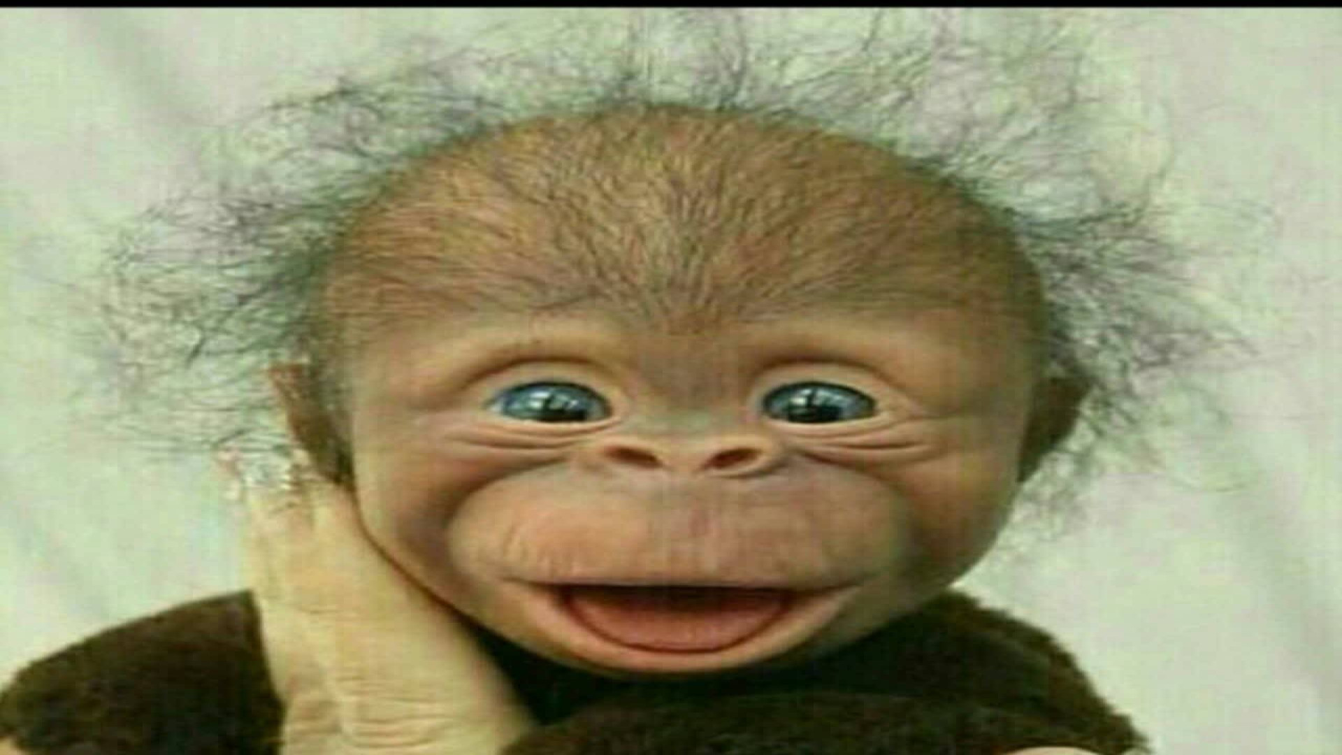 به ممد قلی مهربون زنگ زدم