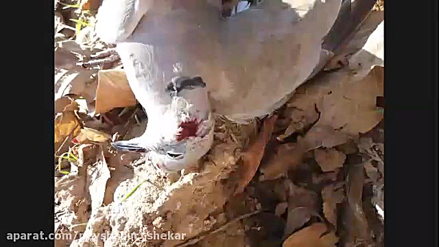 هدشات قمری با pcp پانچر