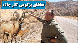 تماشای بزهای کوهی کنار جاده